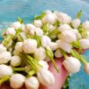 Jasmine
