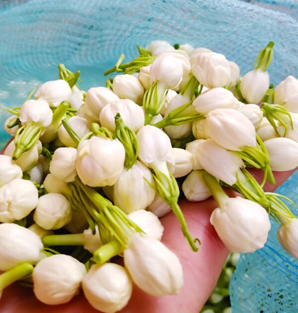 Jasmine
