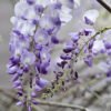 Wisteria