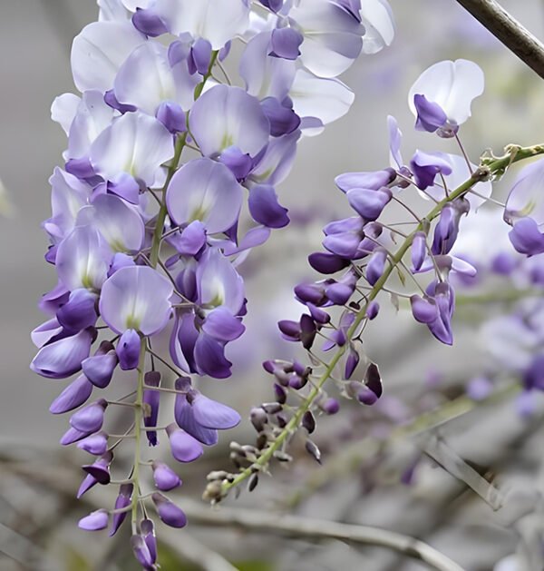 Wisteria