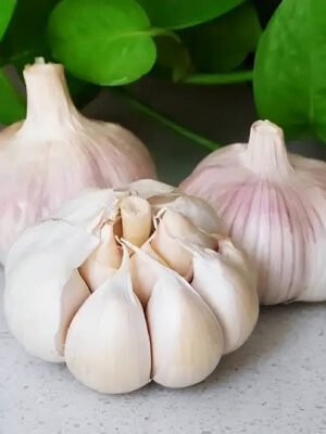 Garlic