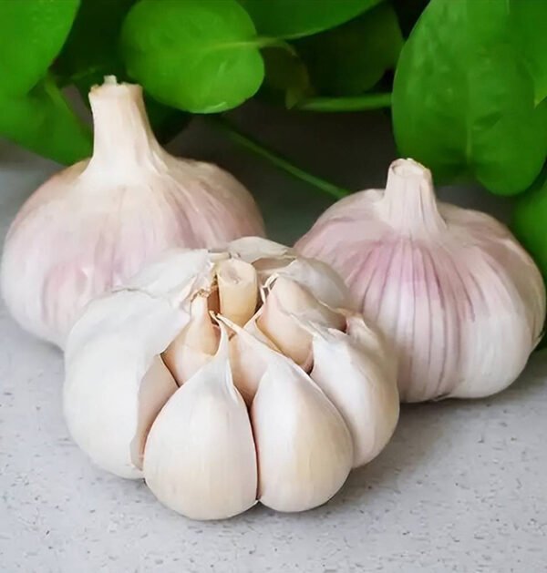 Garlic