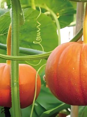 Pumpkin