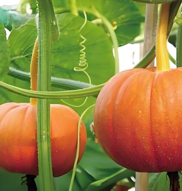 Pumpkin