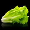 lettuce