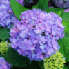 Hydrangeas