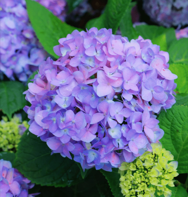 Hydrangeas