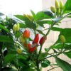 Chili