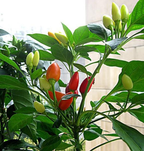 Chili