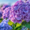 Hydrangeas