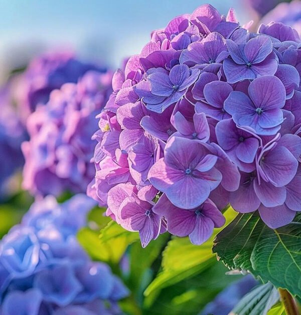 Hydrangeas