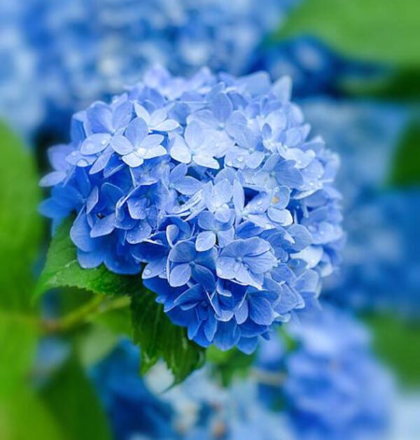 Hydrangeas