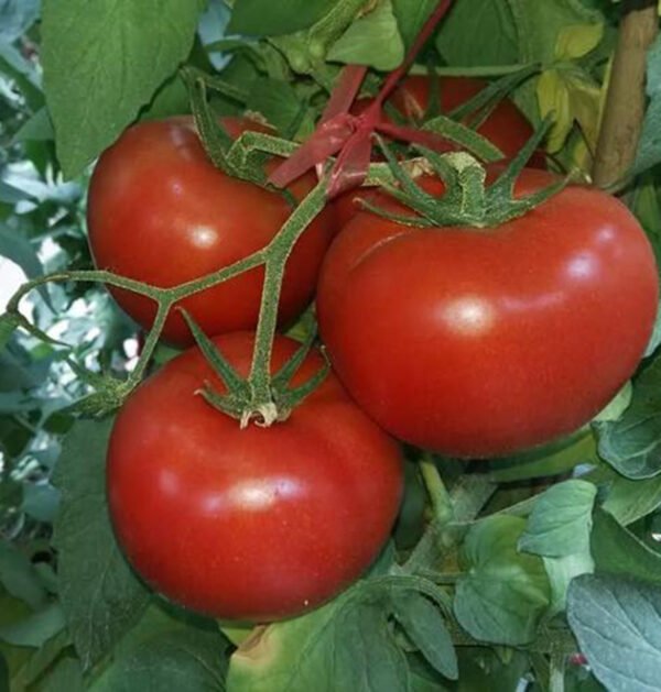 Tomato
