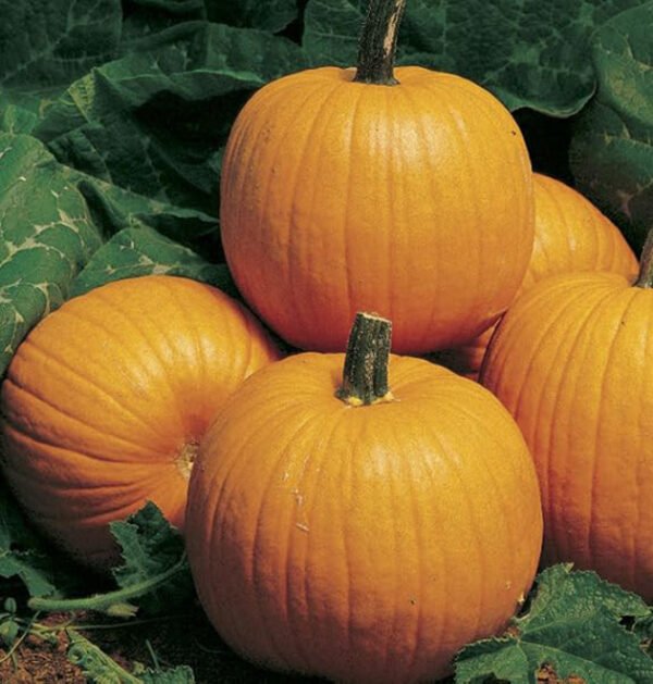 Pumpkin