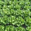 lettuce