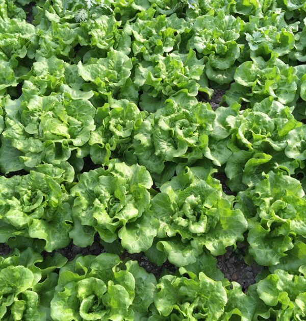 lettuce