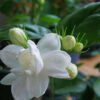 Jasmine