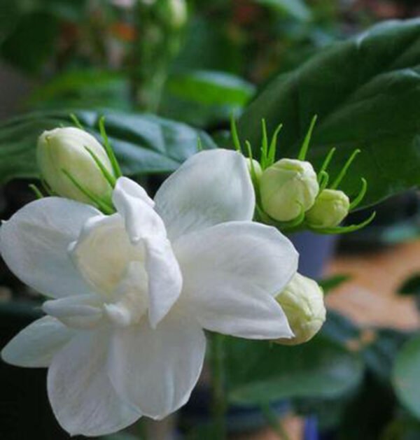 Jasmine