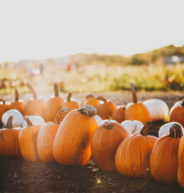 Pumpkin