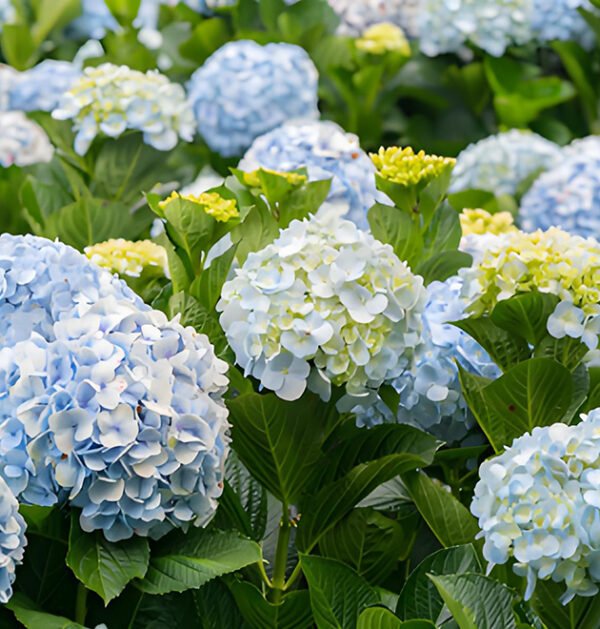 Hydrangeas