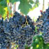 Grape