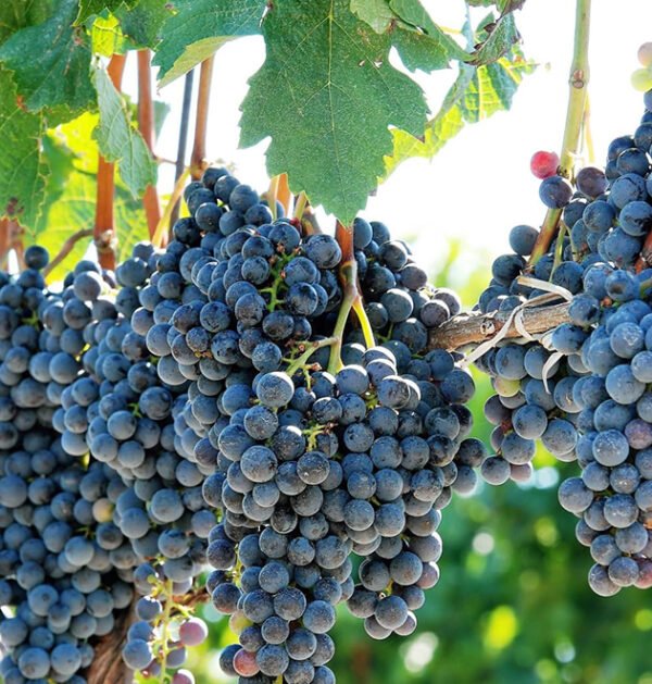 Grape