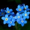 Forget Me Not