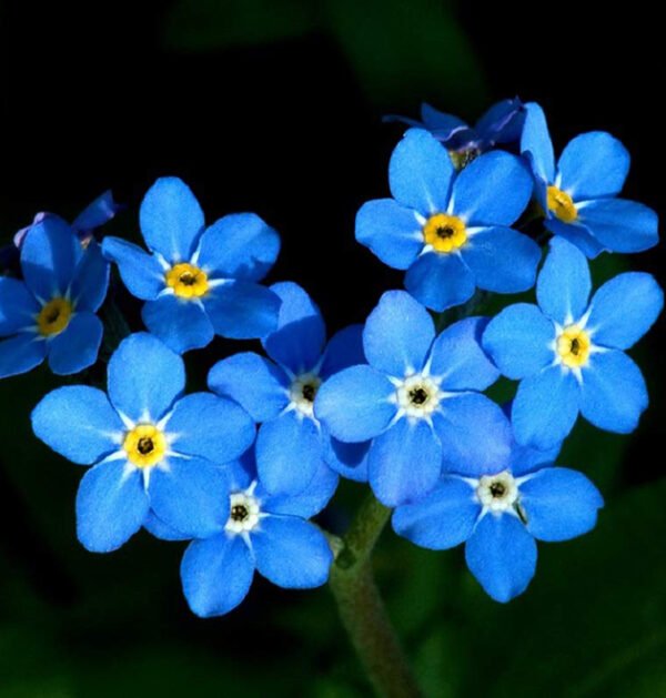Forget Me Not
