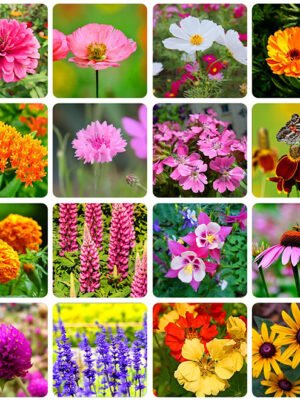Wild Flowers
