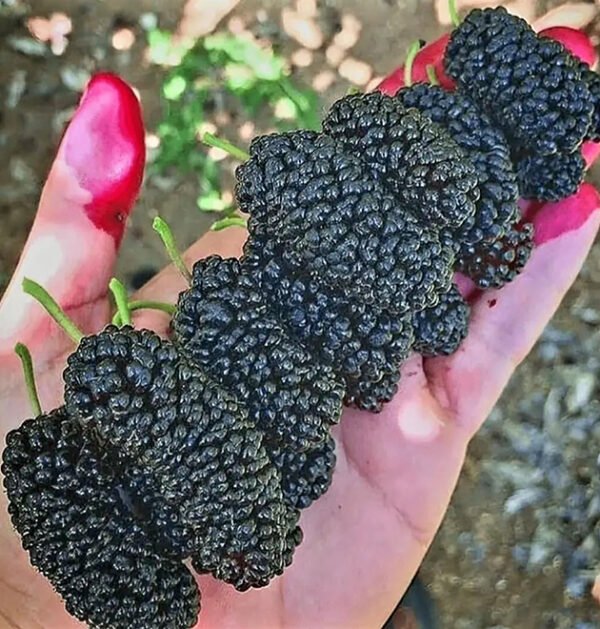 Mulberries