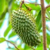 Soursop
