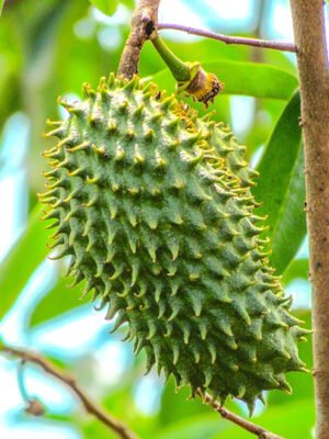 Soursop