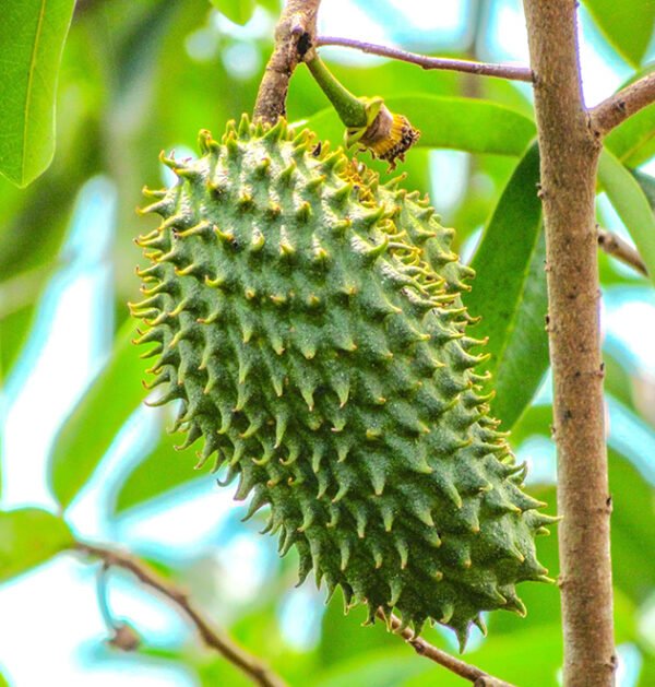 Soursop
