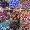Mixed Hostas