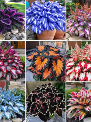 Mixed Hostas