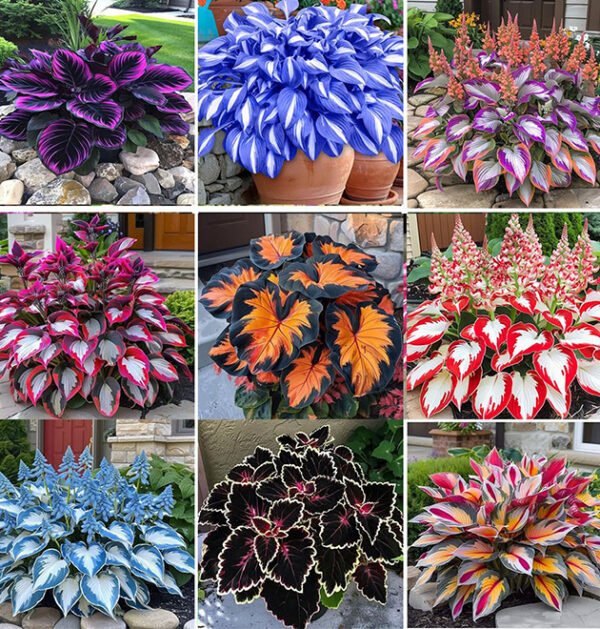 Mixed Hostas