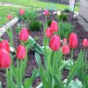 Tulip