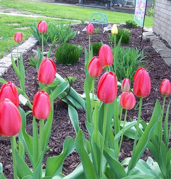Tulip
