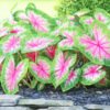 Caladium Bicolor
