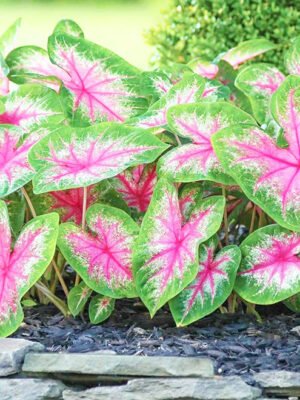 Caladium Bicolor