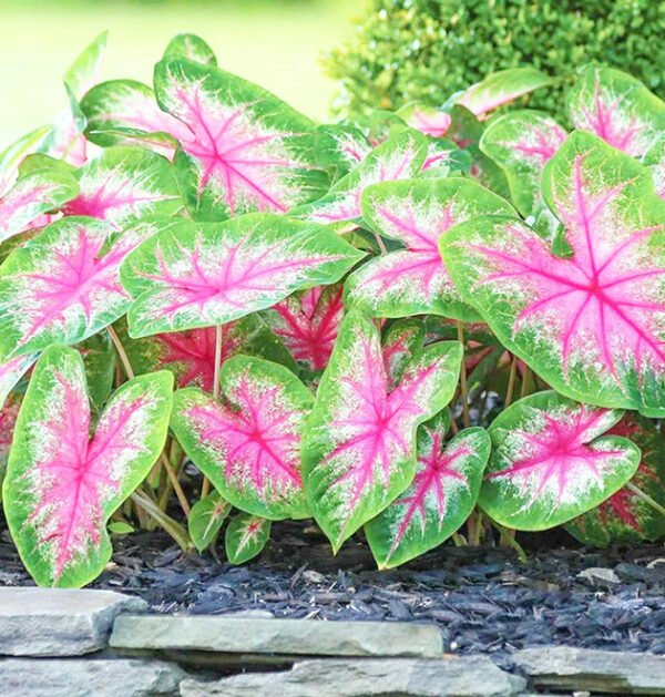 Caladium Bicolor