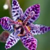 Toad lily