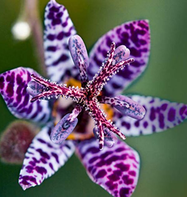 Toad lily