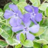 Periwinkle Small