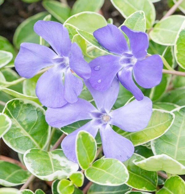 Periwinkle Small