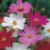 Cosmos