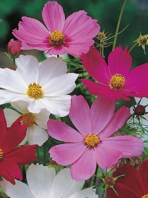 Cosmos