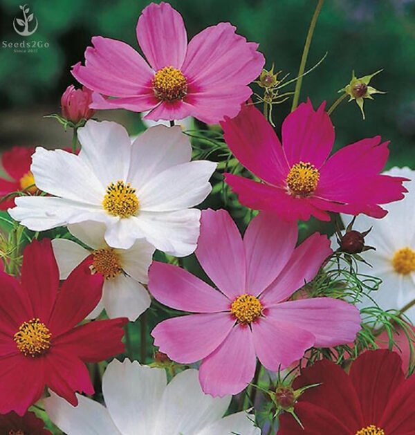Cosmos