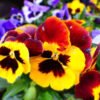 Pansy