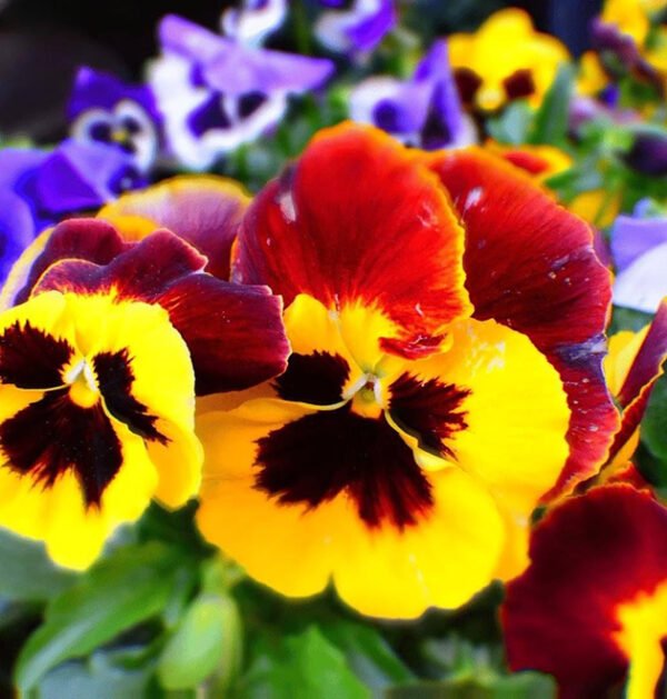 Pansy